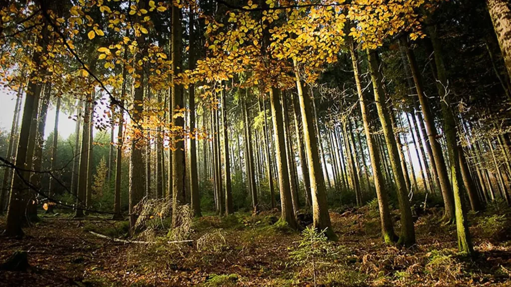 PEFC España, galardonada con el "Carbayo de Oro" Asturforesta 2025